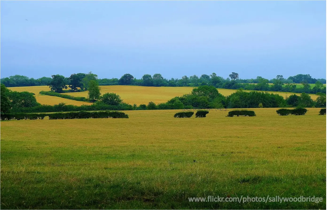 cowpastures
